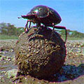 Picture of a dung beetle.